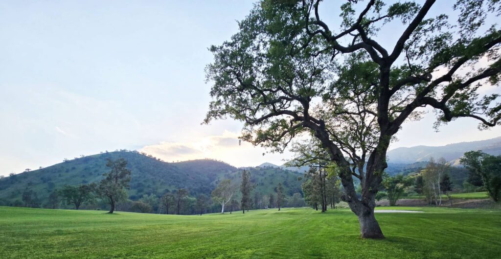 A serene landscape with a large, leafy tree in the foreground, lush green grass, and distant rolling hills.